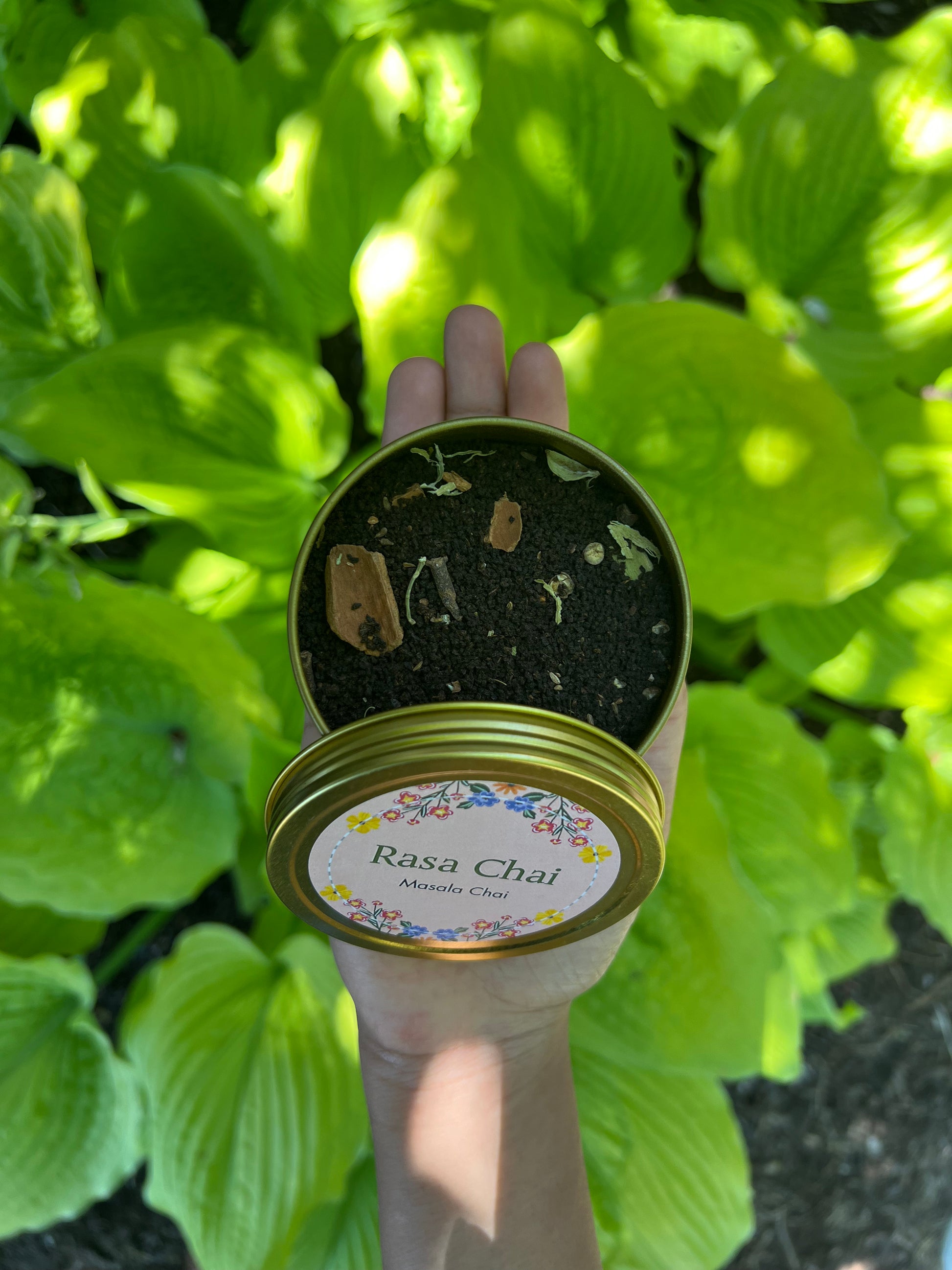 A hand holds an open tin of masala chai, with chunks of South Asian spices like cinnamon, cardamom, and cloves. In the background is a bush of large, bright green leaves as sunlight peeks through the shade.